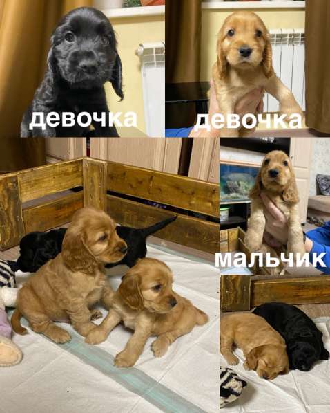 Щенки Английский Кокер-Спаниель