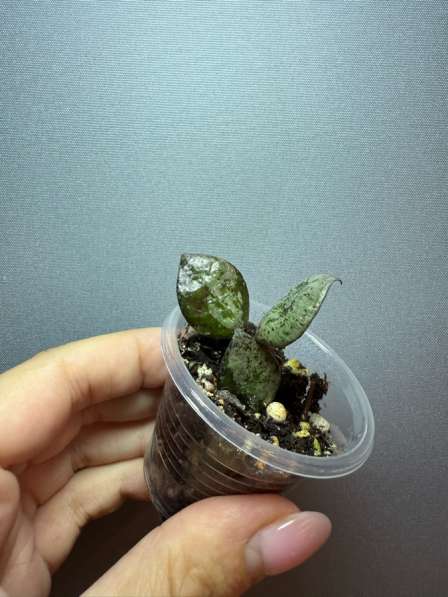 Хойи укорененные в Москве фото 11