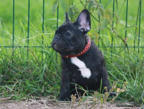 Французский бульдог щенки в Москве фото 5