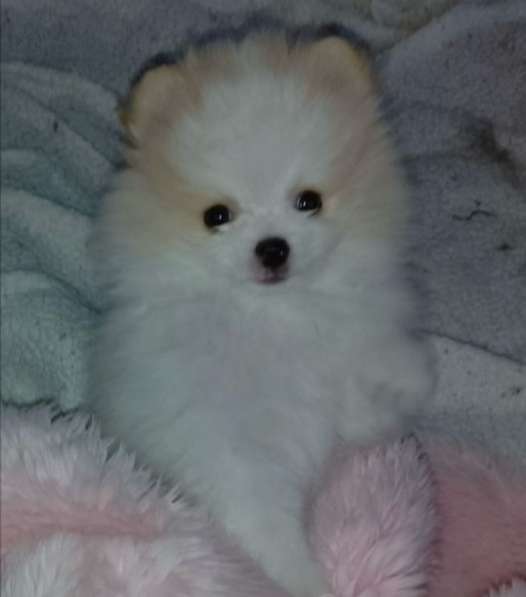 Померанский шпиц Мини мишка