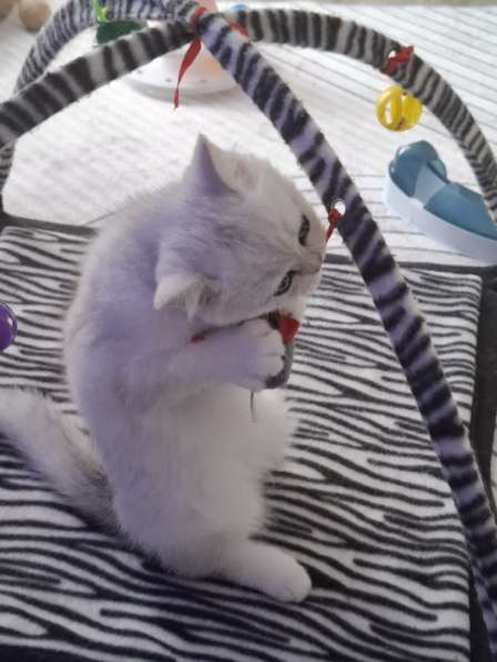 Британский короткошерстный котик в фото 10