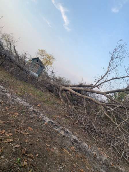 Спил деревьев в Черкесске фото 3