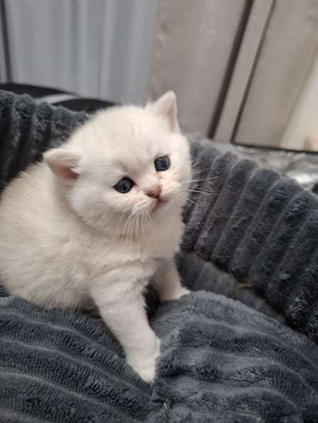 Британские котята в фото 9