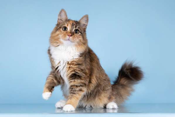 Для котёнка-подростка Фионы ищем самые добрые руки в Москве фото 4