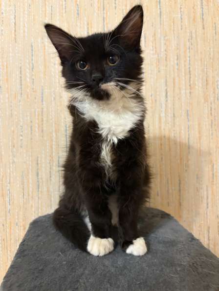 Отдам в добрые руки в Чебаркуле