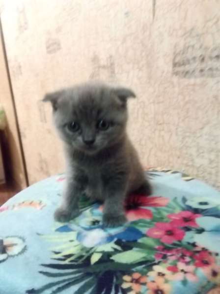 Котята британцы в Челябинске фото 4