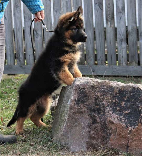 Щенки овчарки Питомник в фото 18