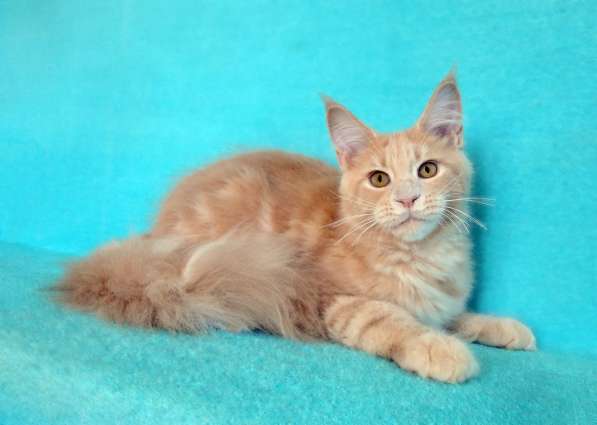 Кошечка мейн-кун из питомнника в Казани фото 47