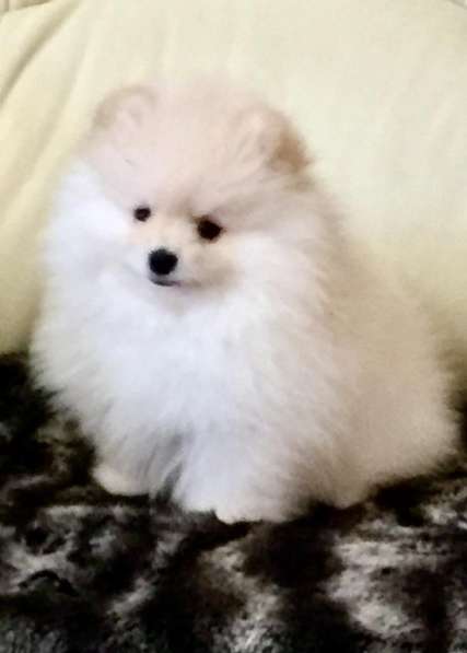 Померанский цвергшпиц, крем, мальчик в Москве фото 6