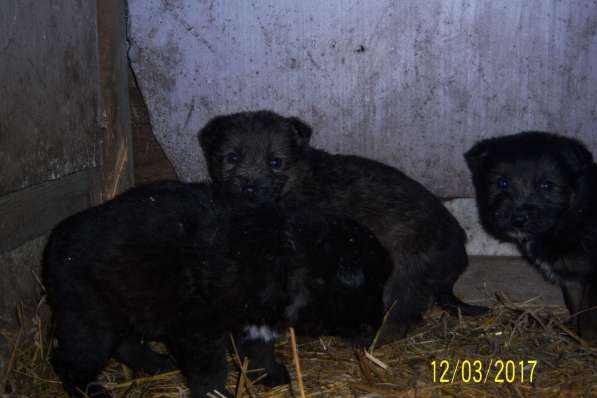 Щенок ищет доброго хозяина в Красноярске фото 16