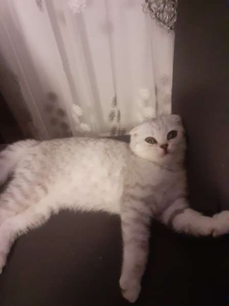 Котята британские в фото 15