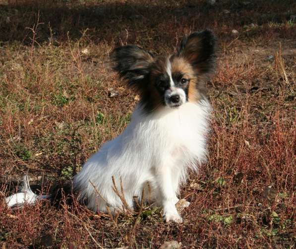 Щенки папильона в Самаре в Самаре фото 6