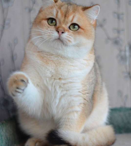 Предлагаем вам котят элитной породы британская золотая шинл в фото 3