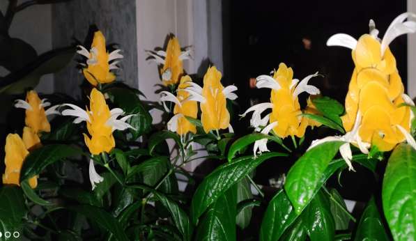 Пахистахис - тропический цветок экзот - от ростков до кустов в Санкт-Петербурге фото 18