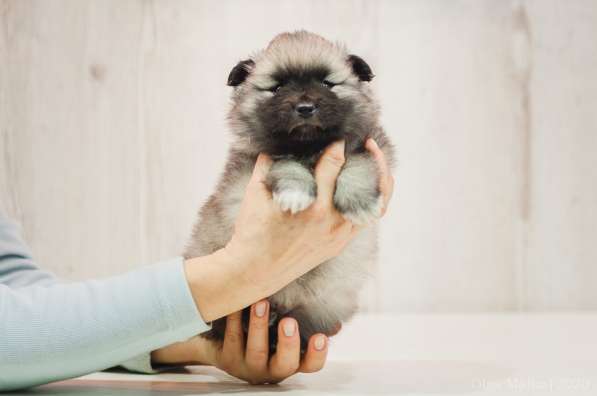 Щенки вольфшпица/кеесхонда в фото 9