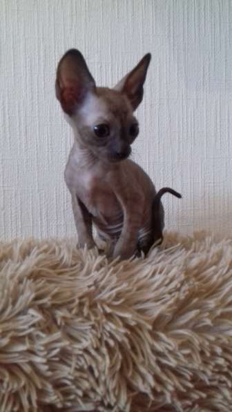 Котята Корниш рекс из питомника в Санкт-Петербурге фото 7