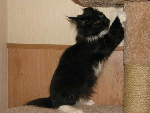 Замечательные мальчик Мейн Куна