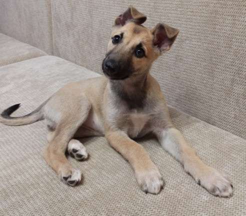 Керри ищет дом! в Москве фото 6