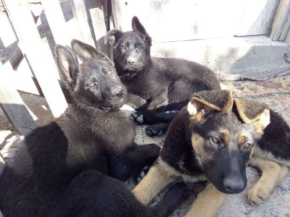 Черные и черно-рыжие щенки немецкой овчарки с документами в Севастополе