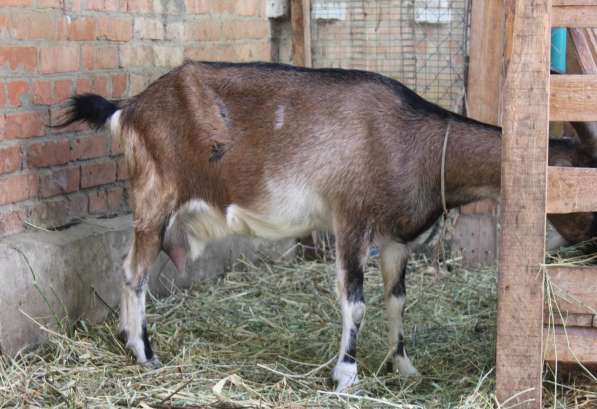 Продаются козы и козлята разных пород в Кизляре