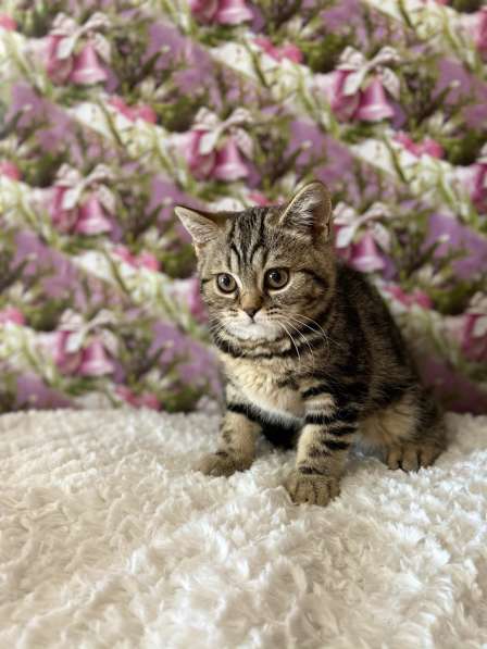 Британские котята в Казани фото 4