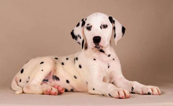Высокопородные щенки далматина в Санкт-Петербурге фото 9