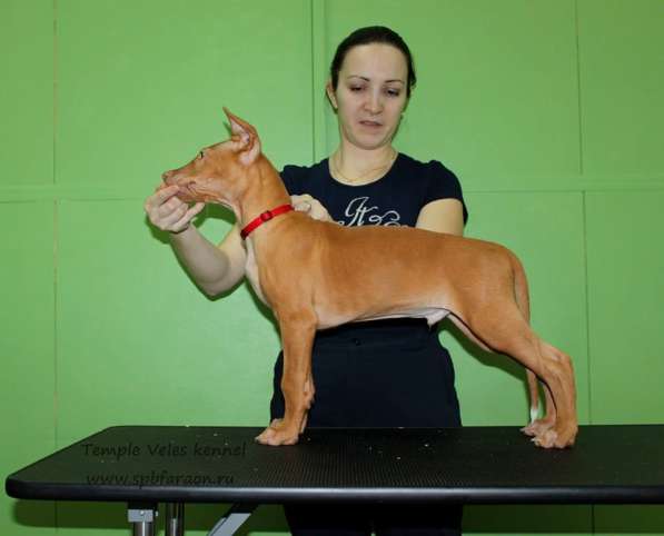 Щенки Фараоновой собаки в Санкт-Петербурге фото 24