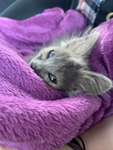 Отдам котенка в Краснодаре фото 6