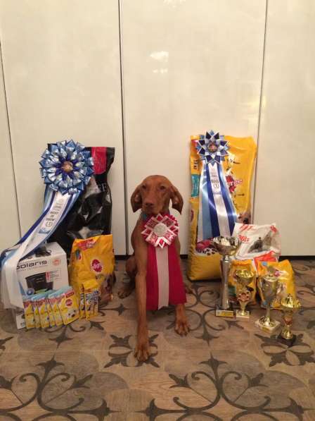 Венгерская выжла в Москве фото 5