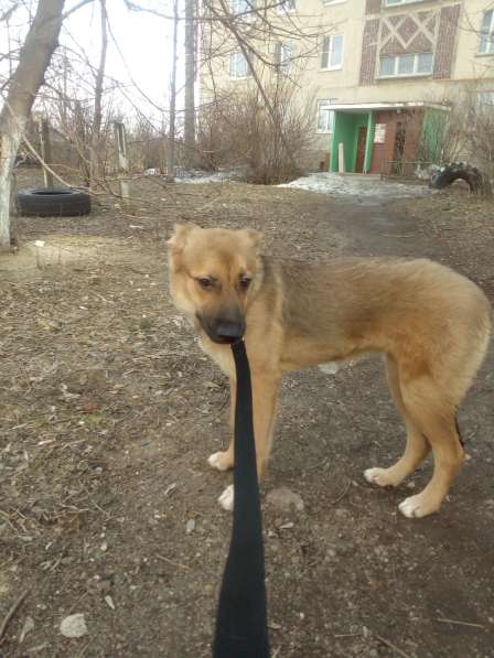 Ника, семейная собака ищет дом в Бронницах фото 9