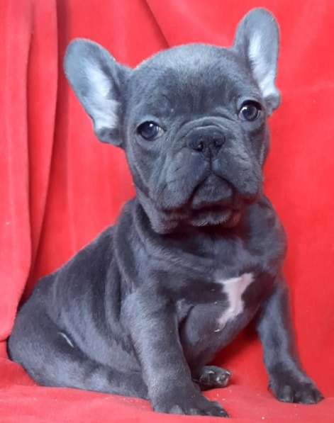 French bulldog. Blue and blue - white girl's