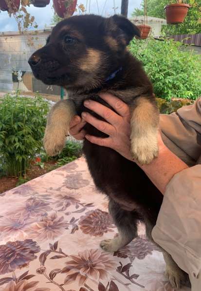 Щенки ВЕО с документами в Санкт-Петербурге фото 32