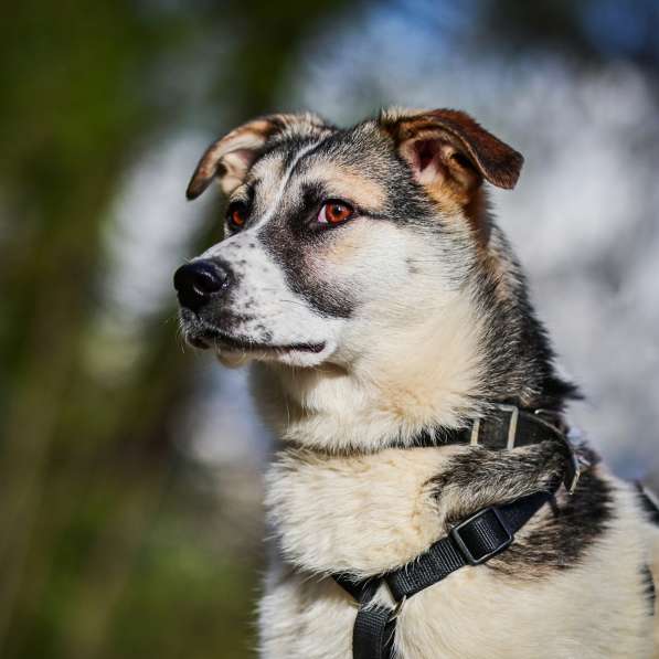 Щенок-подросток 10 мес. в поисках дома в Чехове