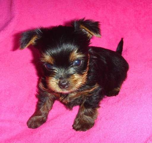 Йоркширский терьер мини в Новокузнецке фото 6