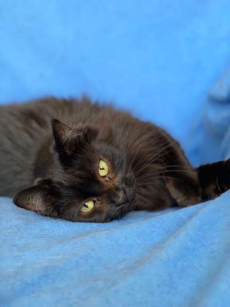 Кошка ТАМИЛА – жгучая брюнетка в фото 3