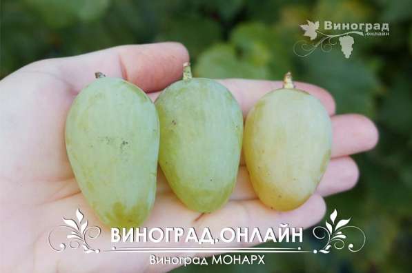 Саженцы элитных сортов неукрывного винограда в Ульяновске фото 7