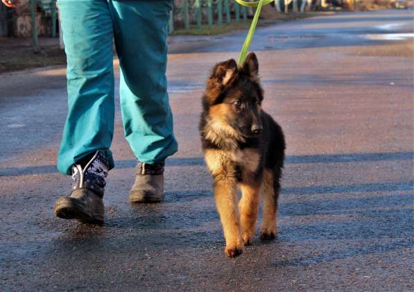 Щенки овчарки Питомник в фото 42