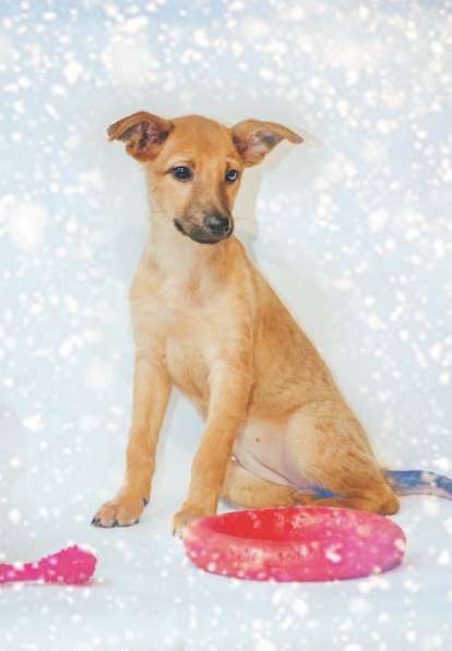 Щенки в добрые руки на Новый год! в Москве