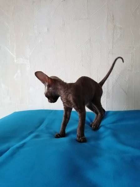 Кошечка Корниш рекс в Москве фото 3