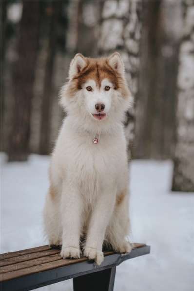 Красивый пёс АрОн в добрые руки! в Москве фото 10