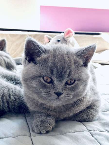 Шотландские плюшевые котята в Москве фото 21