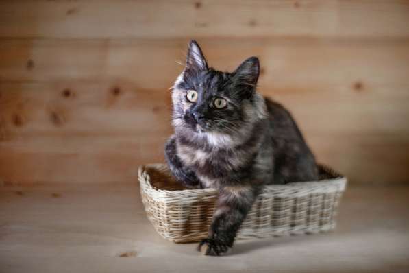 В дар котенок Крошка - черный носик, трехцветный хвостик в Москве