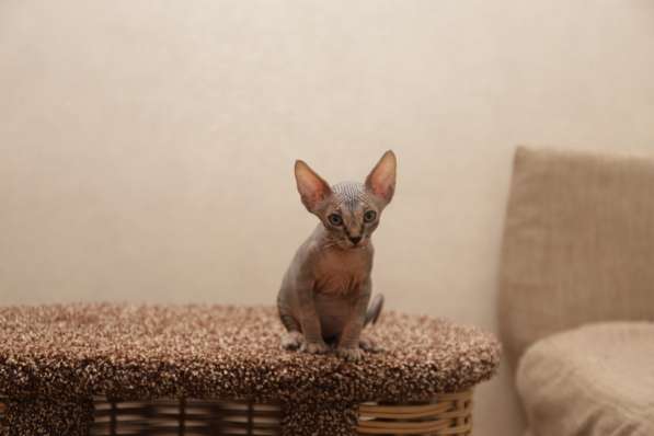 Котята канадского сфинксв в Москве фото 8