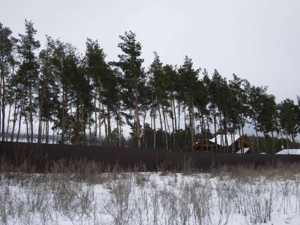 Участок, 1 га, в соснах, с выходом к воде, Никольское в Белгороде фото 6