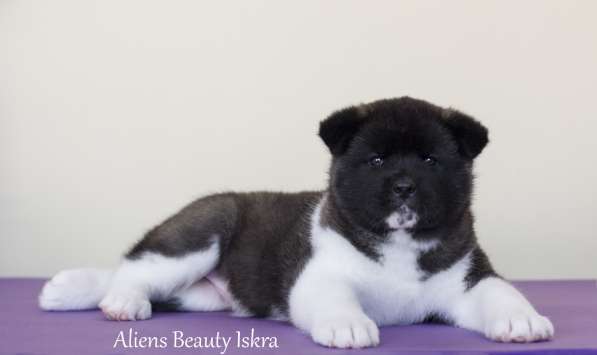 Щенки Американской акиты в Санкт-Петербурге фото 42