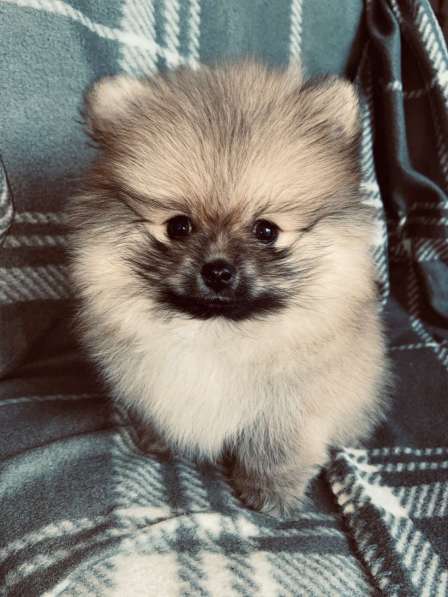 Pomerian Spitz