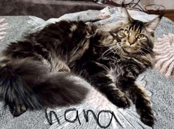 Котята мейн-кун в Новосибирске фото 19