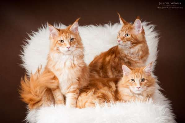 Питомник кошек породы мейн-кун Diamond Rush