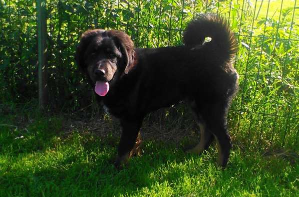 Тибетский мастиф - лучший страж на территории в Москве фото 189