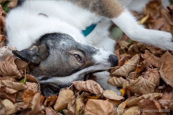 Ищет дом Юта в Москве фото 4